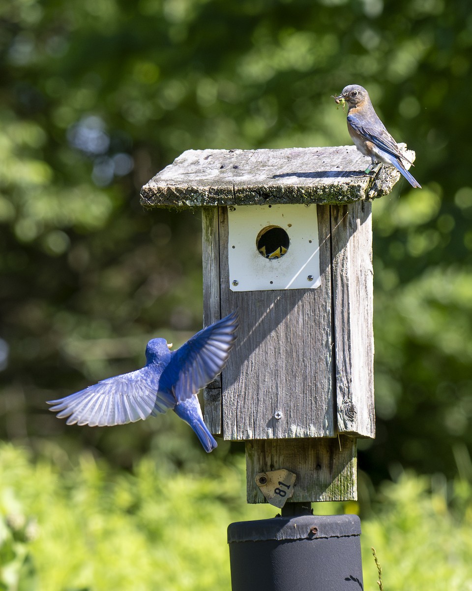 Eastern Bluebird - ML620138650