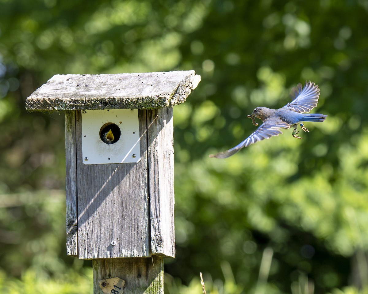 Eastern Bluebird - ML620138651