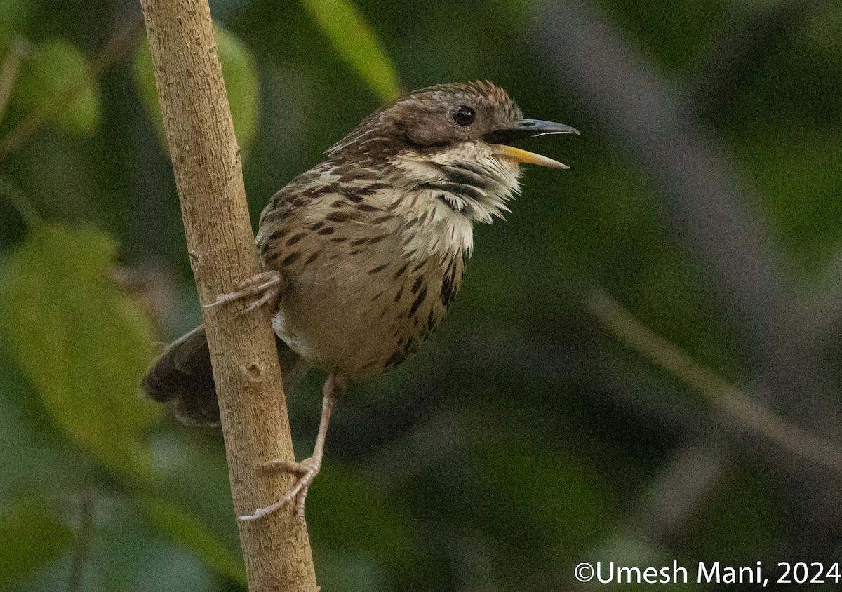 Puff-throated Babbler - ML620138652