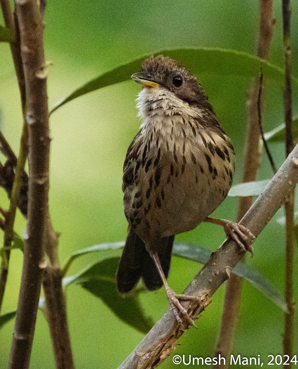 Puff-throated Babbler - ML620138653