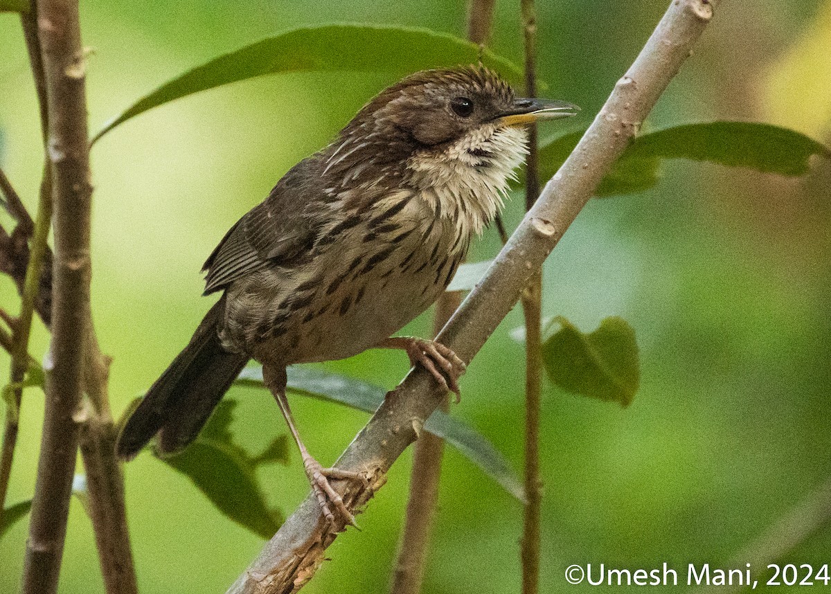 Puff-throated Babbler - ML620138654