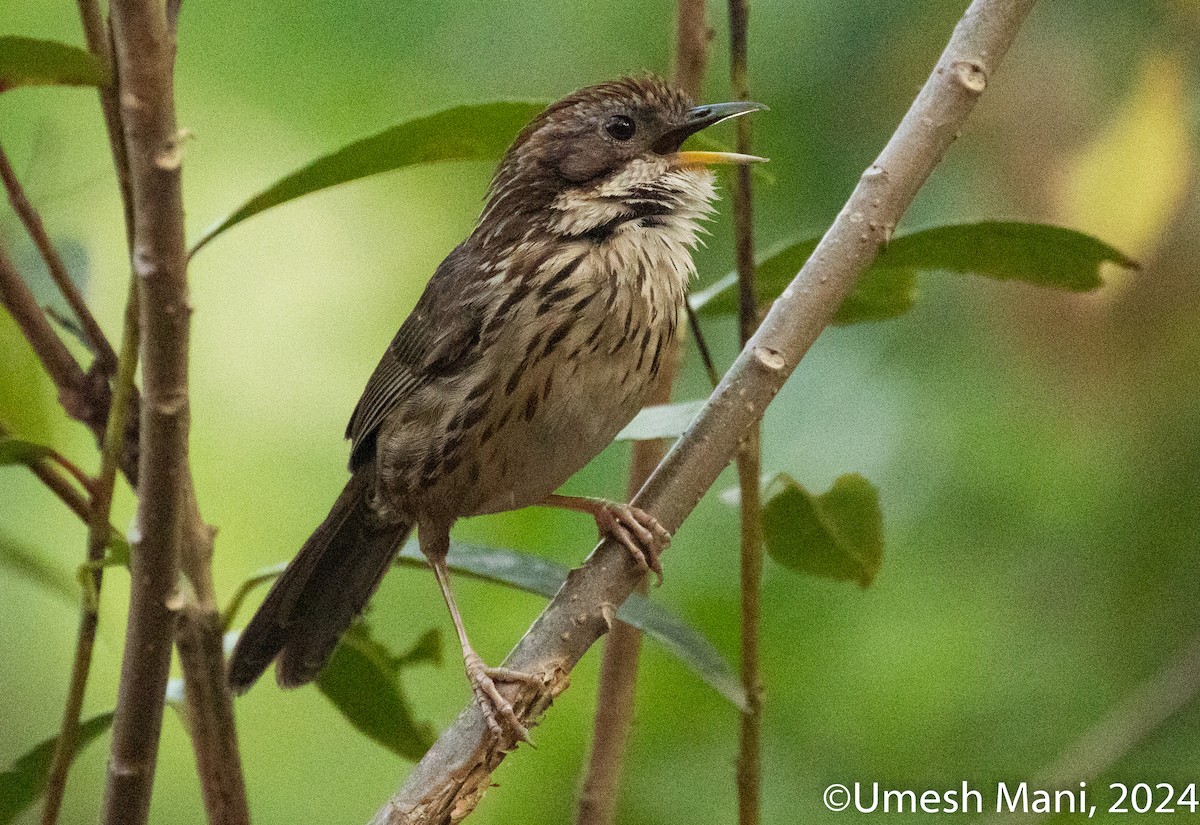 Puff-throated Babbler - ML620138655