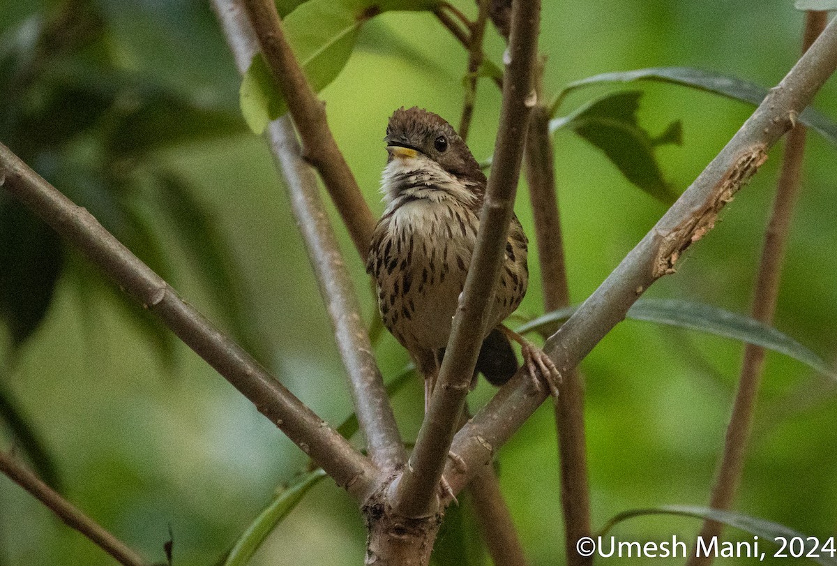 Puff-throated Babbler - ML620138656