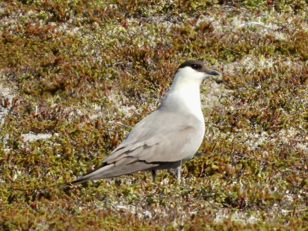 Long-tailed Jaeger - ML620138668