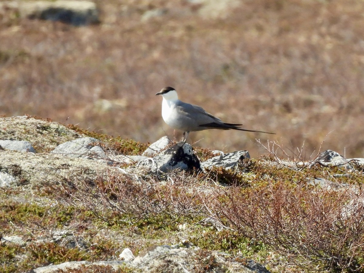 Long-tailed Jaeger - ML620138669