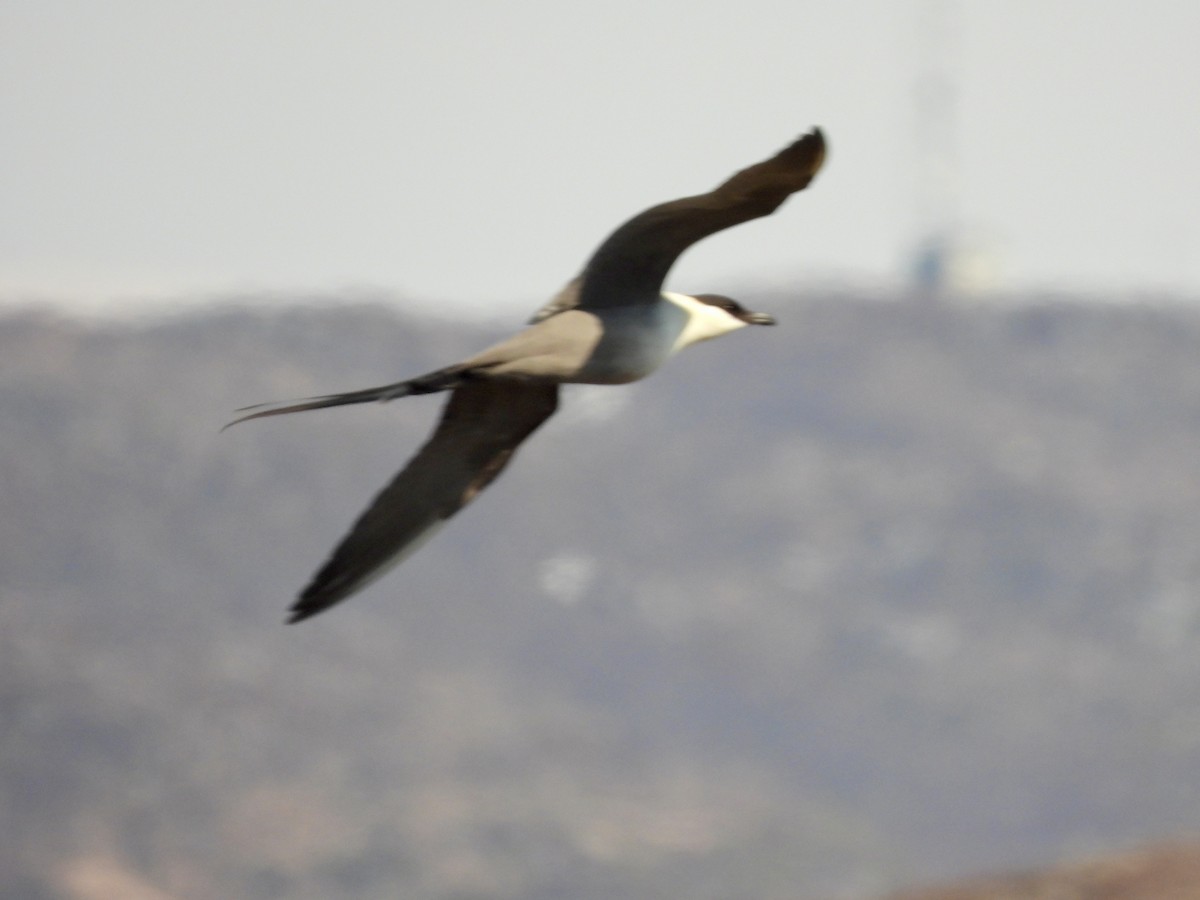 Long-tailed Jaeger - ML620138670