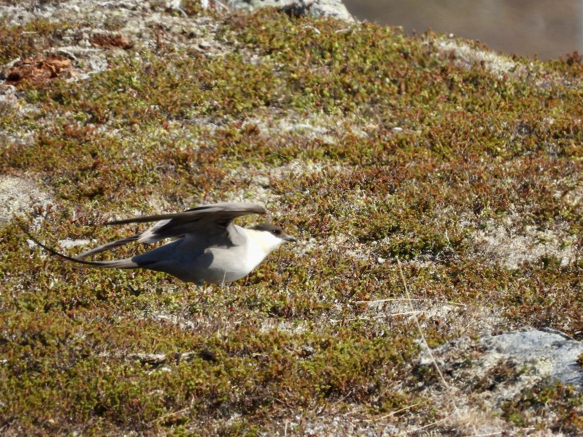 Long-tailed Jaeger - ML620138671