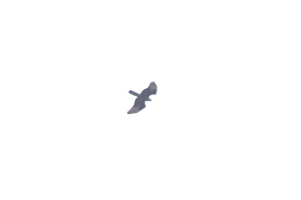 European Honey-buzzard - ML620138680