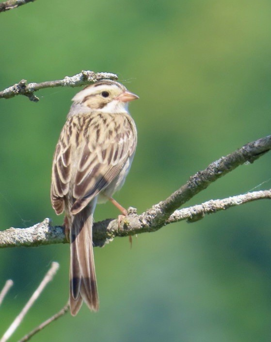 Clay-colored Sparrow - ML620138681