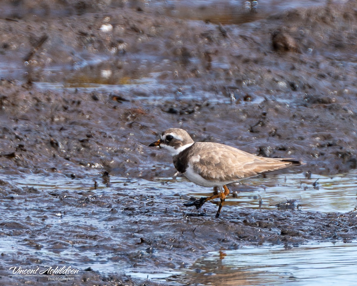 Common Ringed Plover - ML620138682