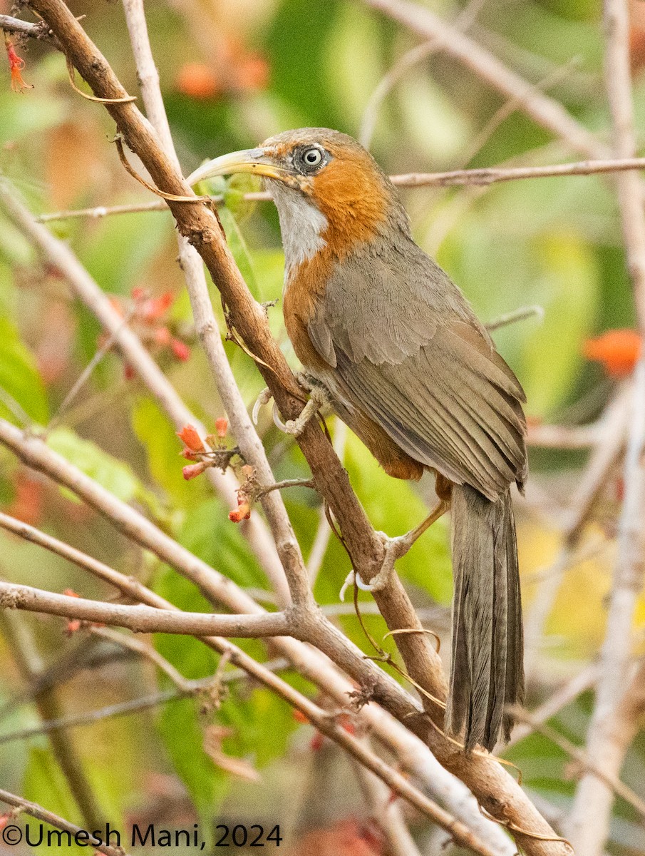 Rusty-cheeked Scimitar-Babbler - ML620138690