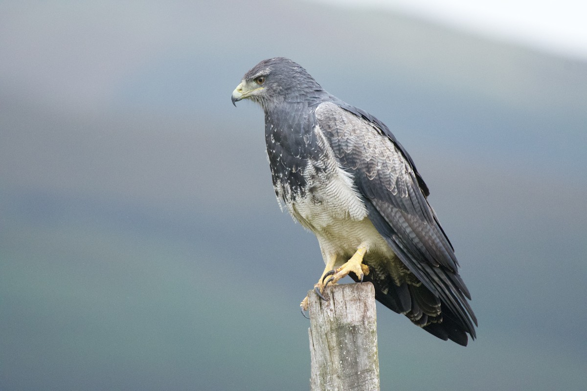 Black-chested Buzzard-Eagle - ML620138699