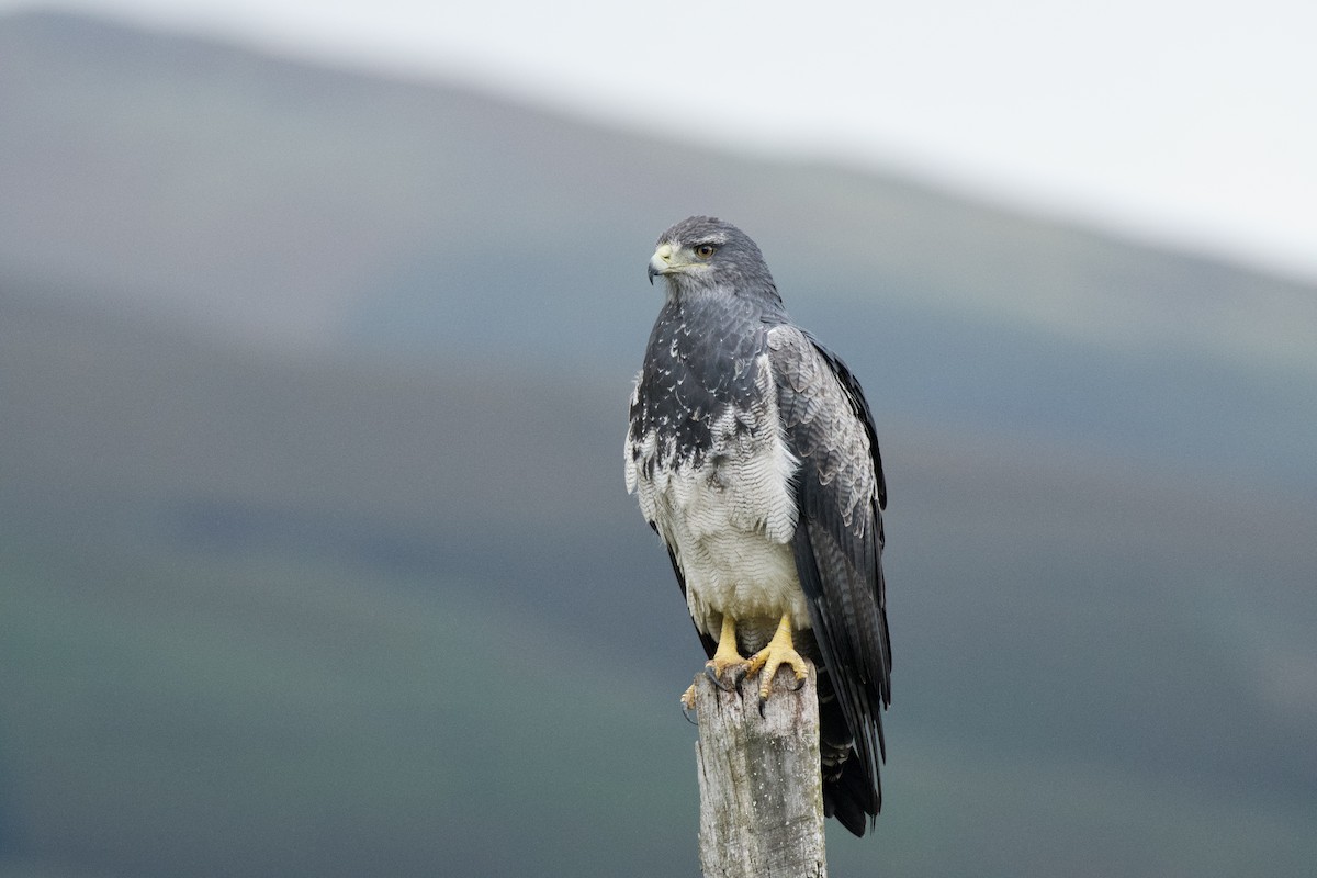 Black-chested Buzzard-Eagle - ML620138700