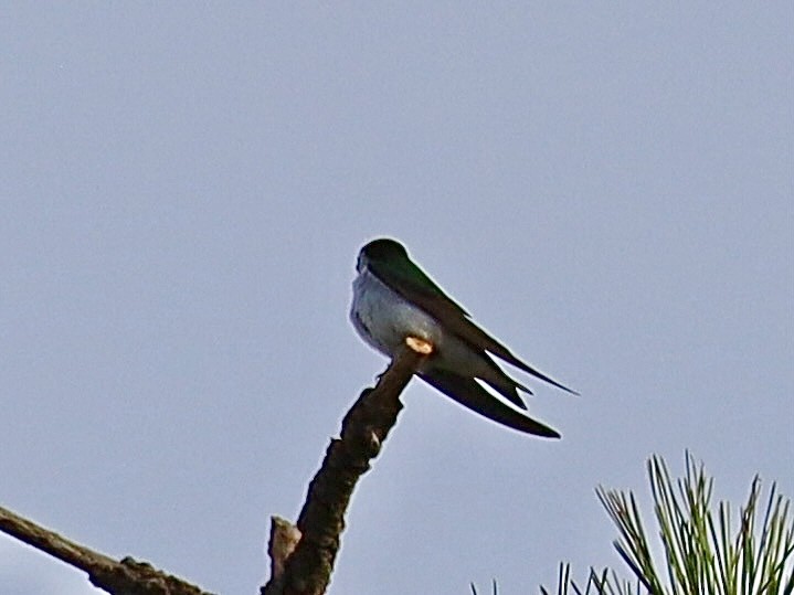 Violet-green Swallow - ML620138704