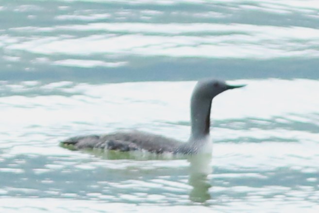 Red-throated Loon - ML620138707