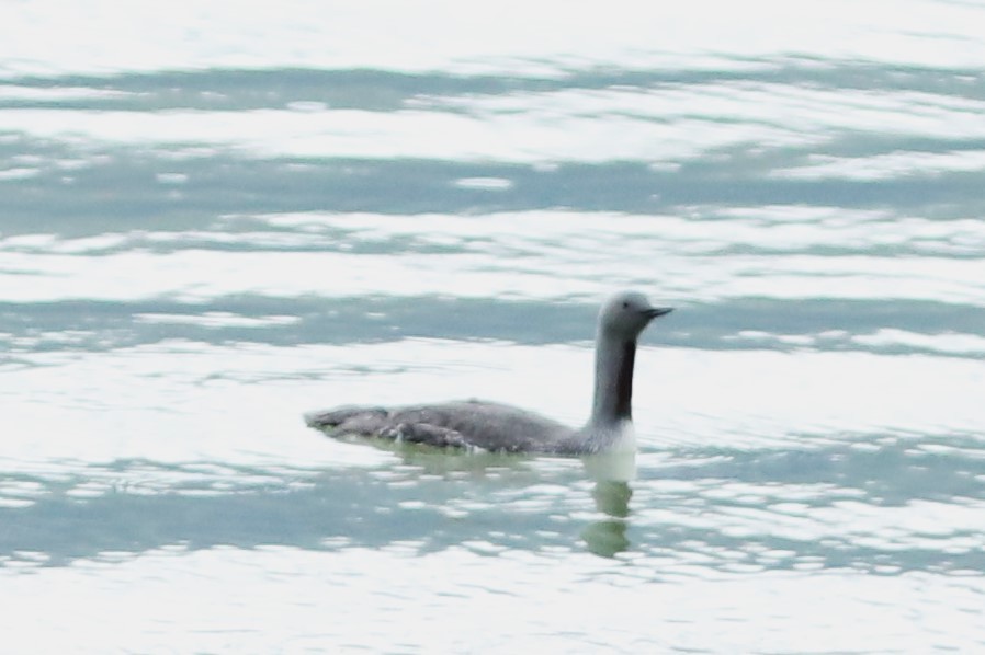 Red-throated Loon - ML620138708