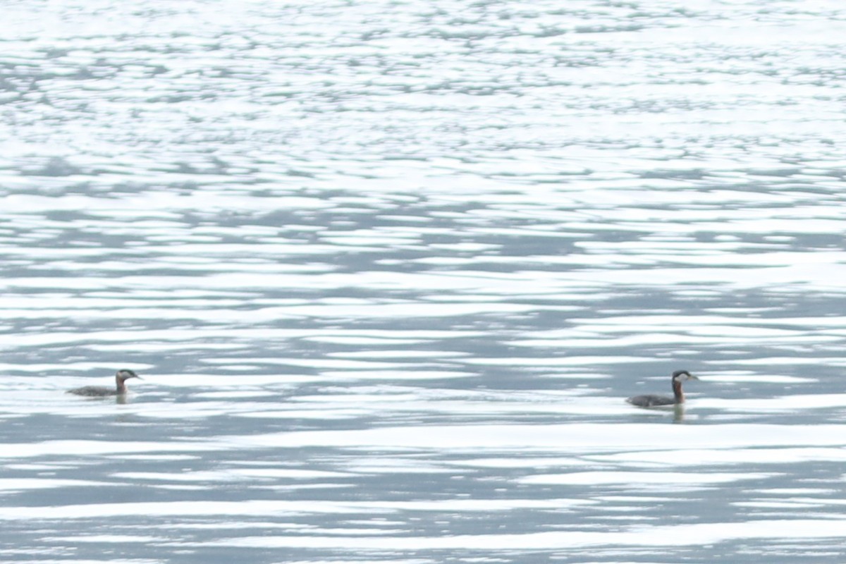 Red-necked Grebe - ML620138716