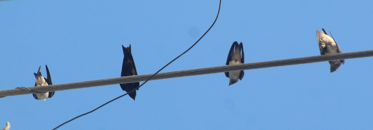 Purple Martin - ML620138737