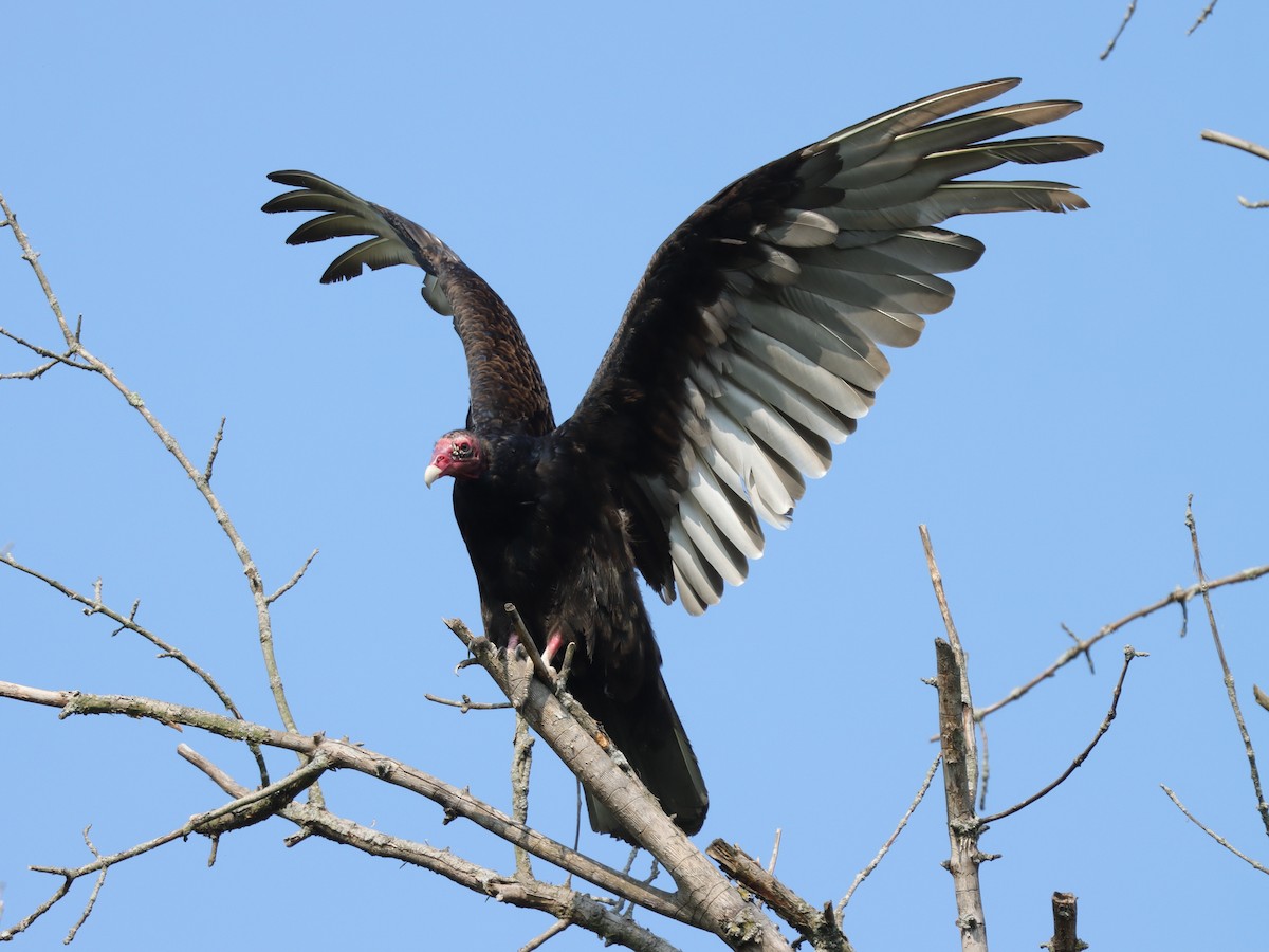 Turkey Vulture - ML620138739
