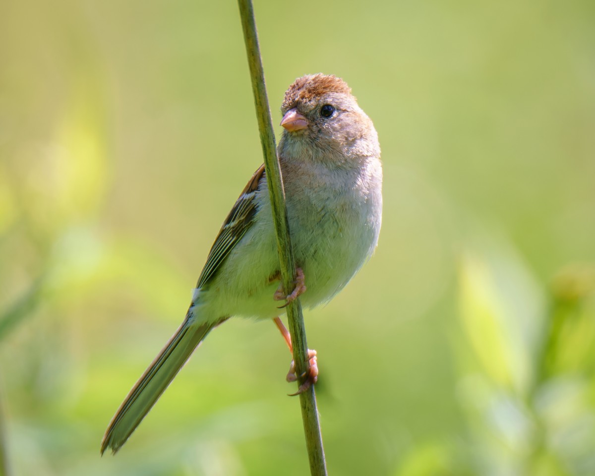 Field Sparrow - ML620138741