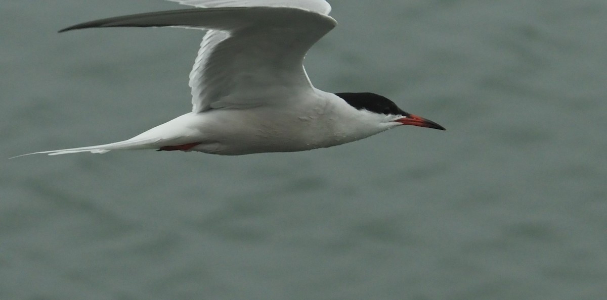 Common Tern - ML620138752