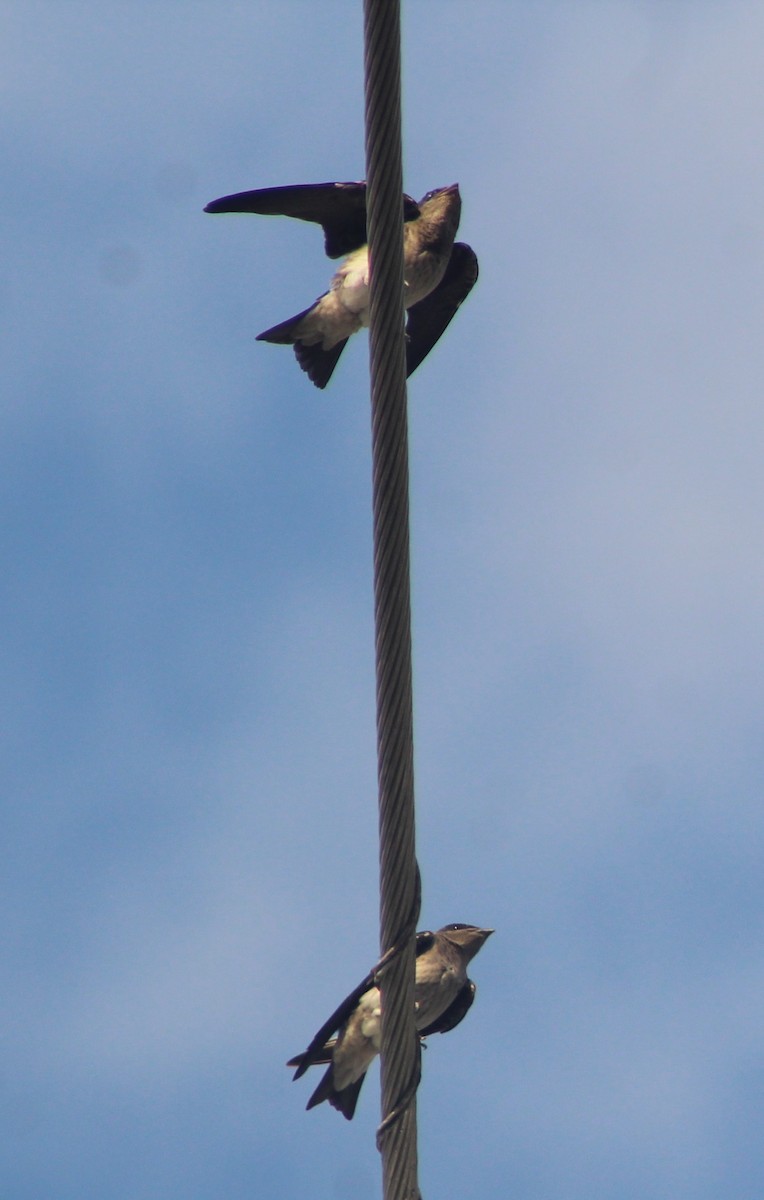 Cave Swallow - ML620138754