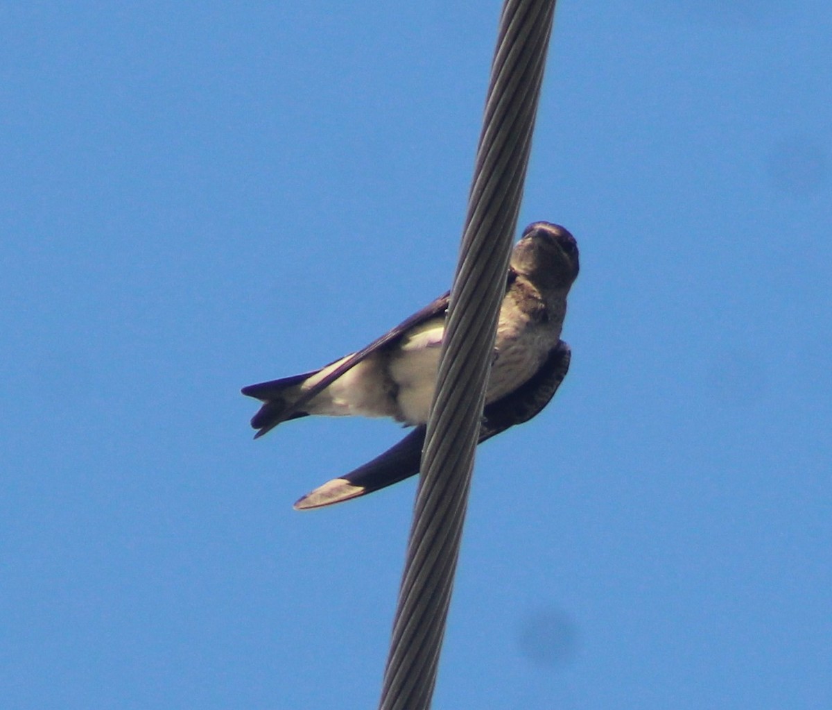 Cave Swallow - ML620138756