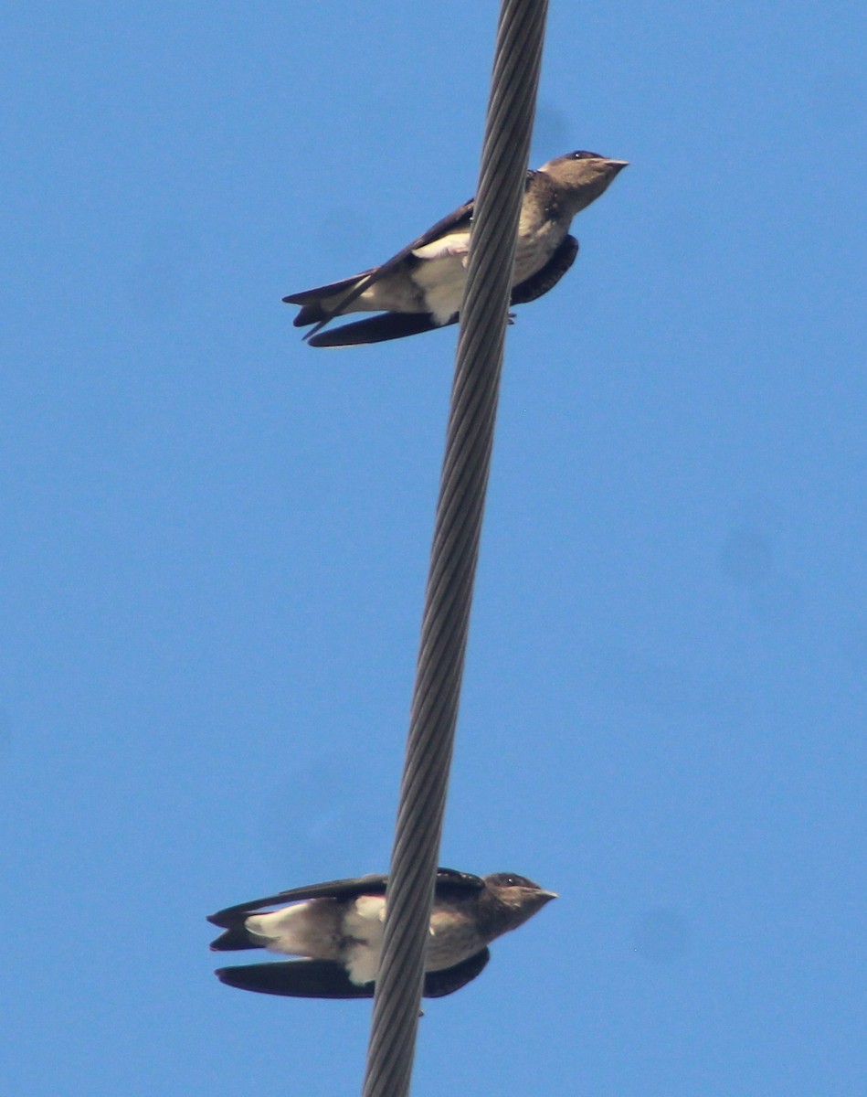 Cave Swallow - ML620138757