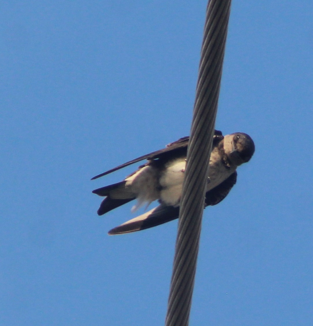 Cave Swallow - ML620138758