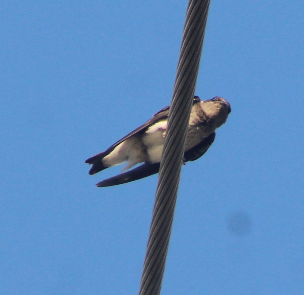 Cave Swallow - ML620138759