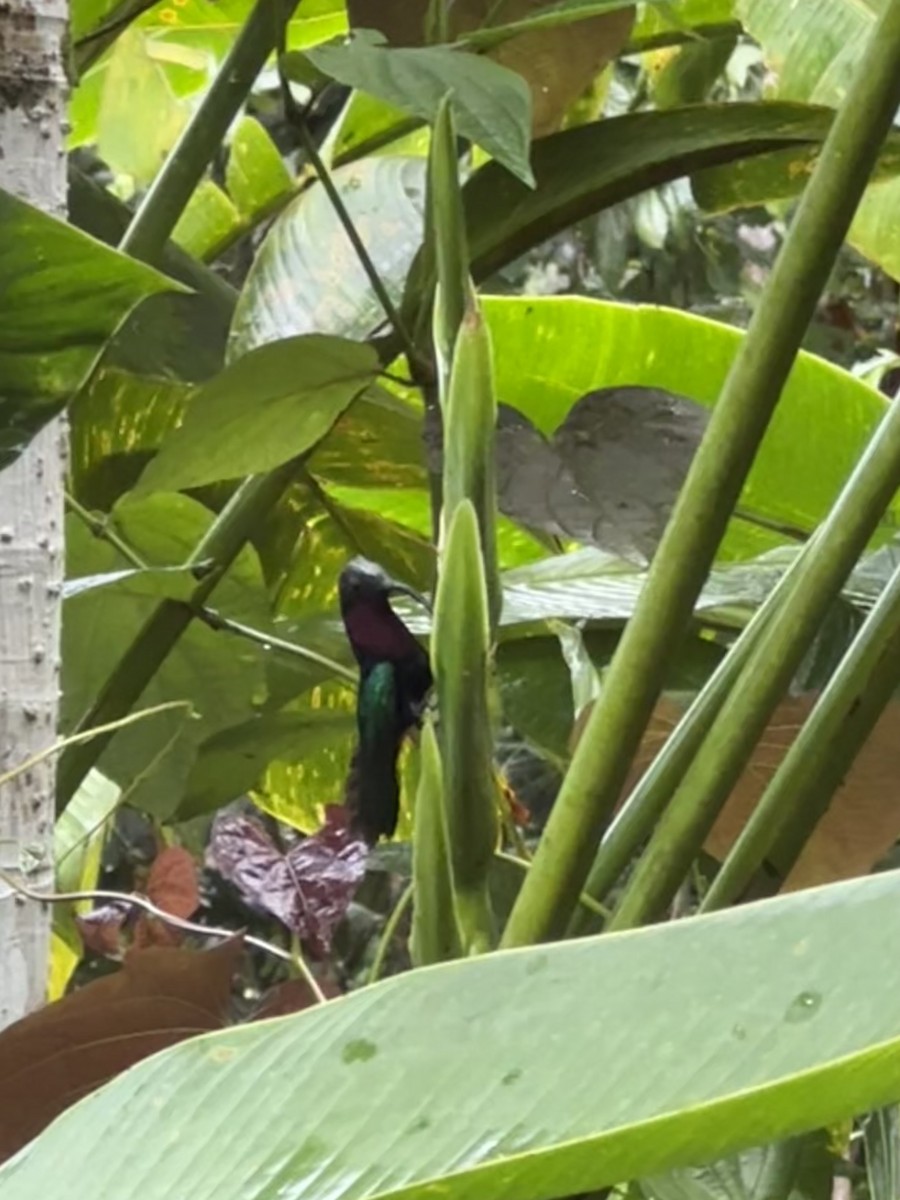 Пурпурногорлый колибри - ML620138761