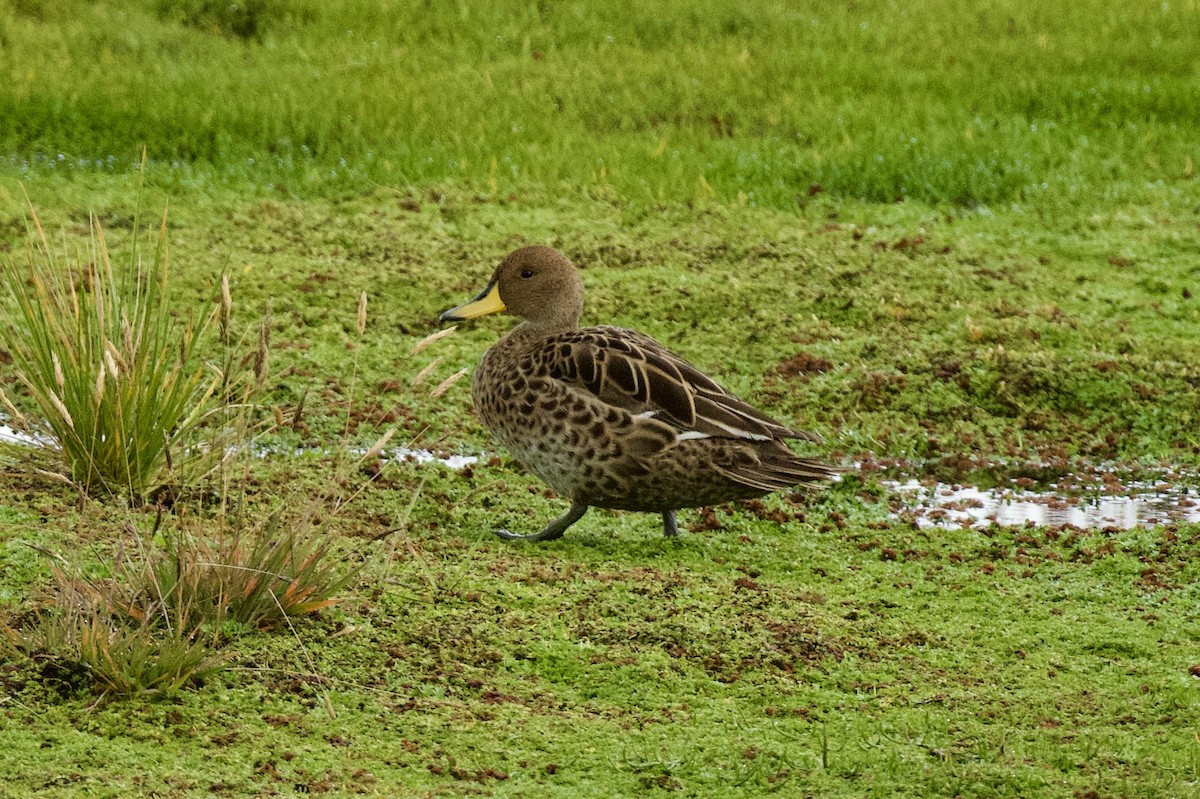 Yellow-billed Pintail (South American) - ML620138763