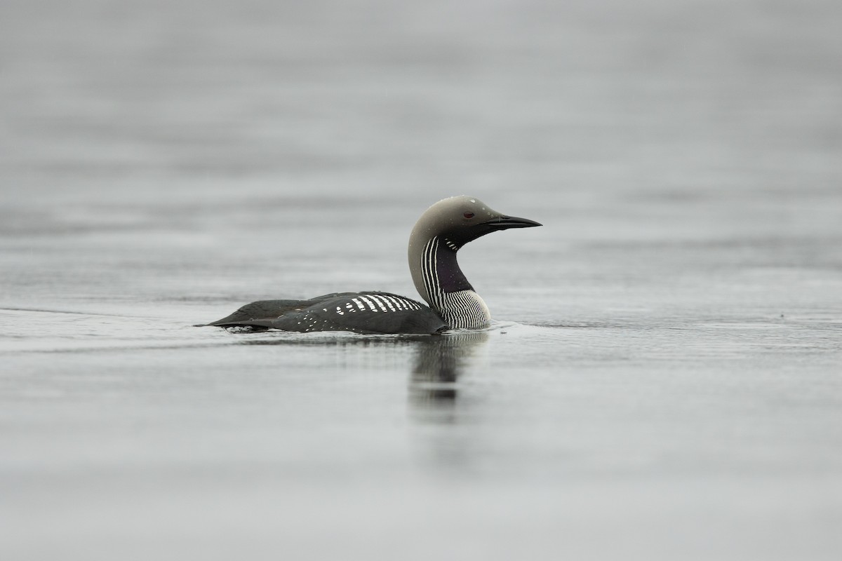 Arctic Loon - ML620138765