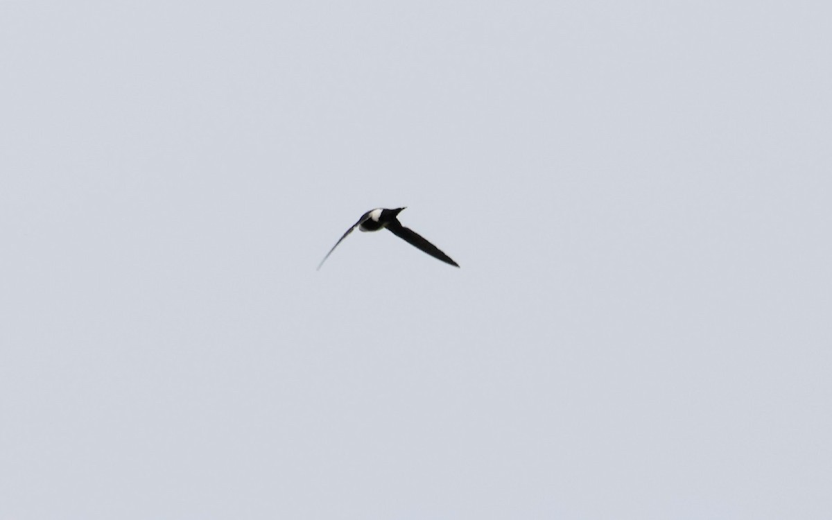White-throated Swift - ML620138771