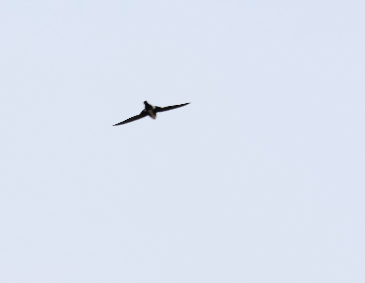 White-throated Swift - ML620138772