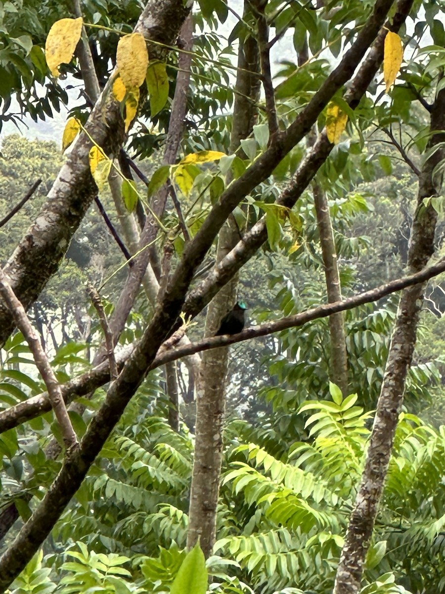 Antillean Crested Hummingbird (Lesser Antilles) - ML620138774