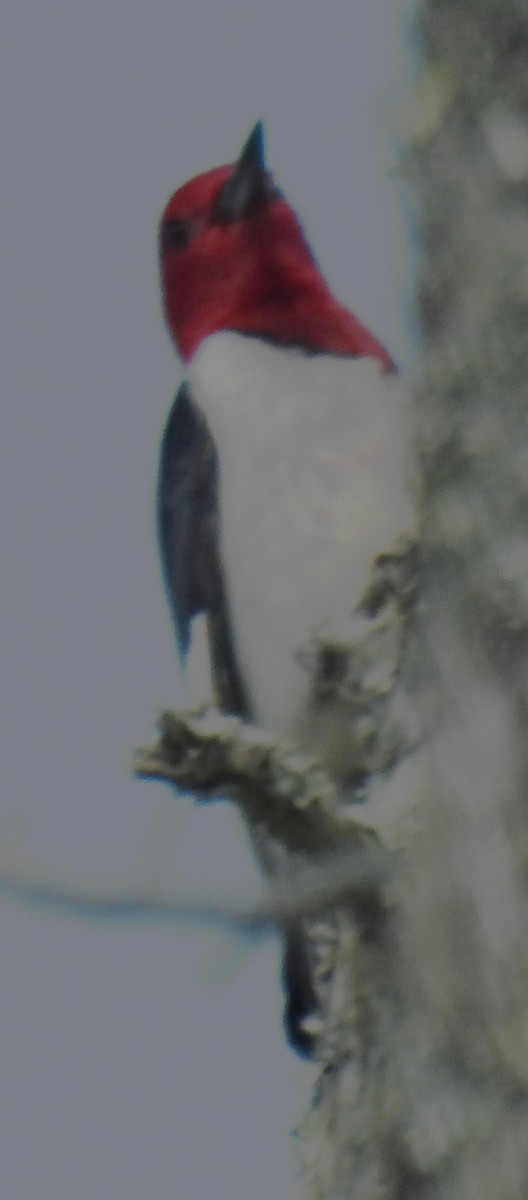 Red-headed Woodpecker - ML620138779