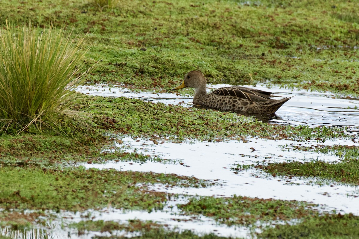 Yellow-billed Pintail (South American) - ML620138780