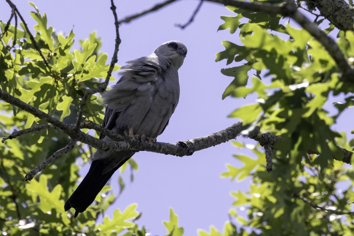 Mississippi Kite - Mel Green