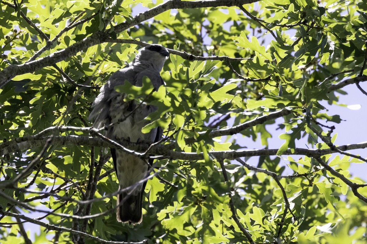 Mississippi Kite - ML620138787