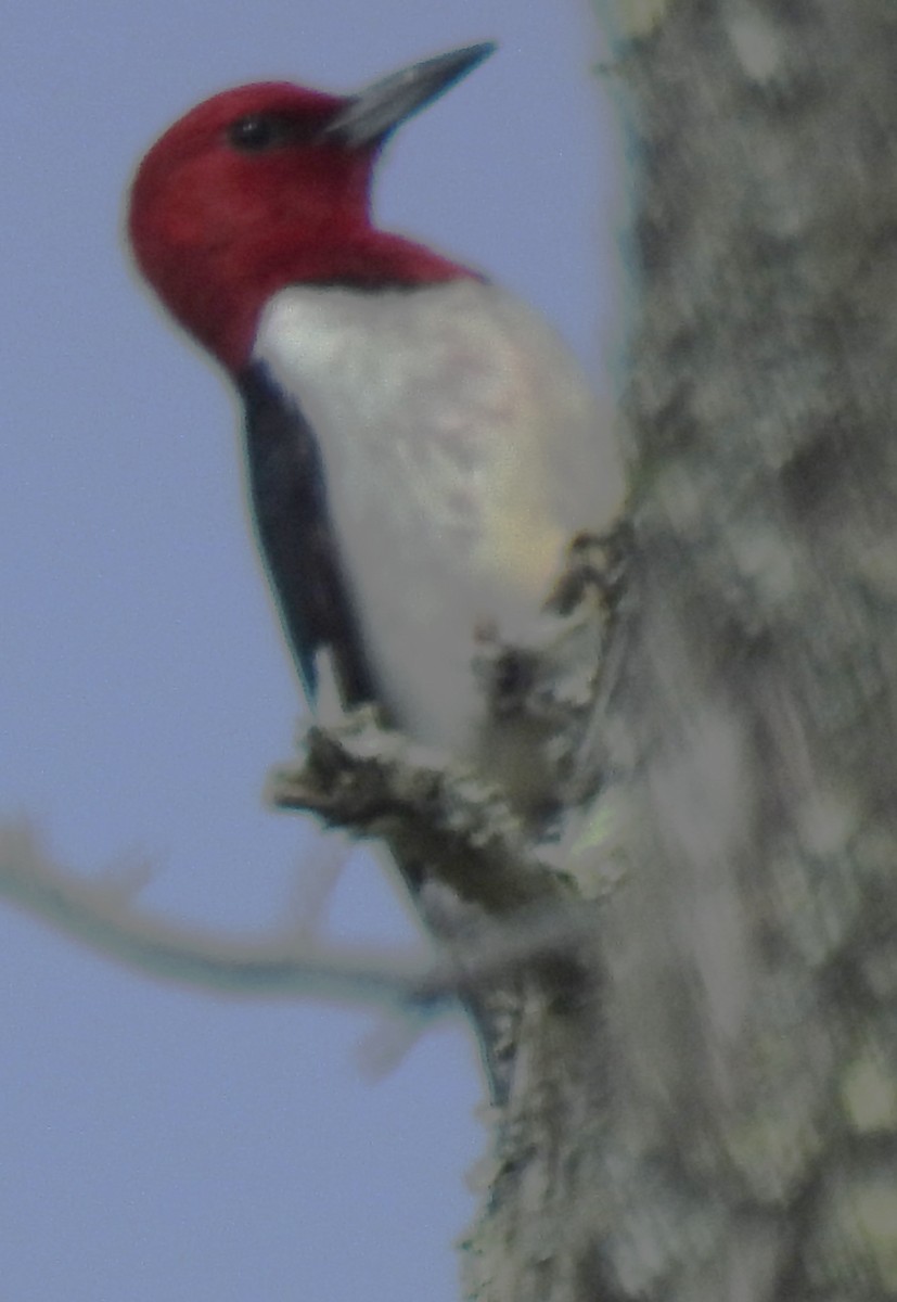 Red-headed Woodpecker - ML620138791
