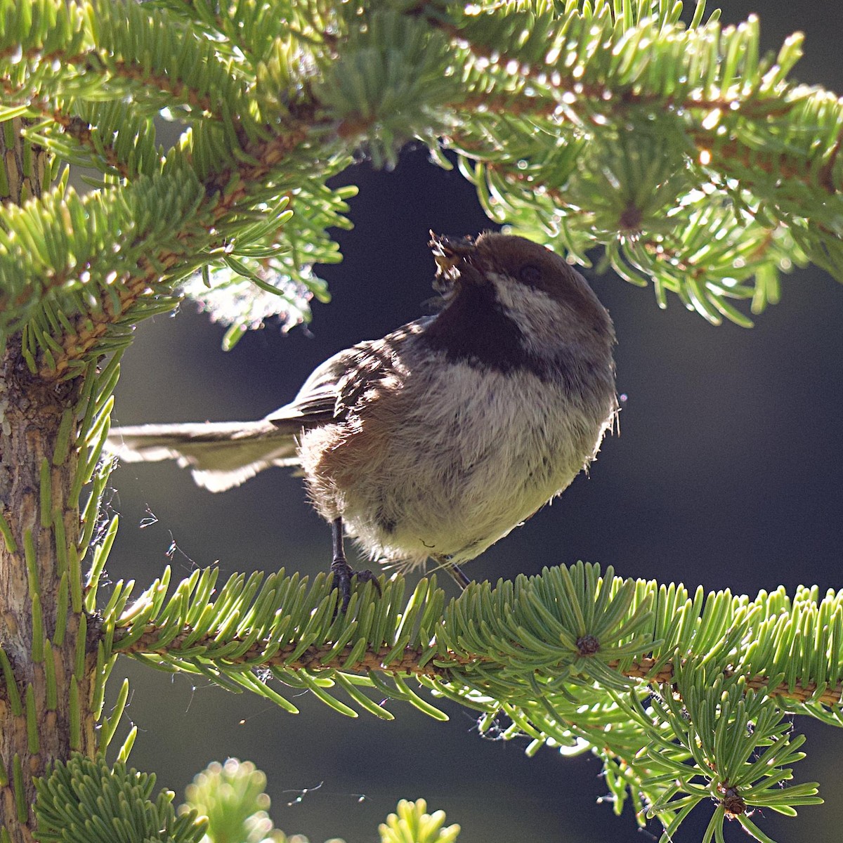 Boreal Chickadee - ML620138794