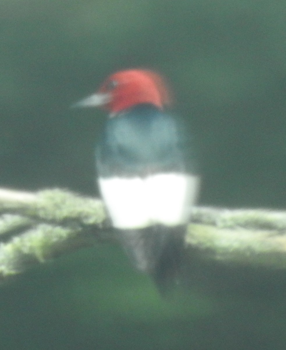 Red-headed Woodpecker - ML620138806