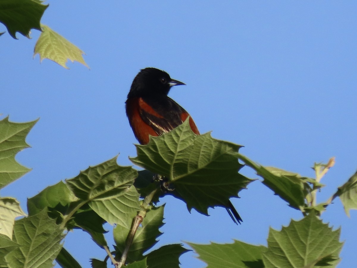 Orchard Oriole - ML620138814