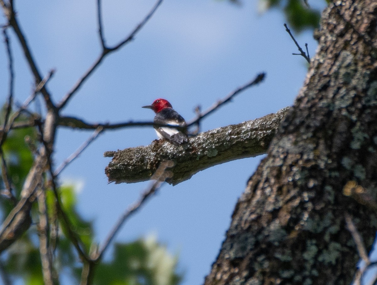 Red-headed Woodpecker - ML620138815