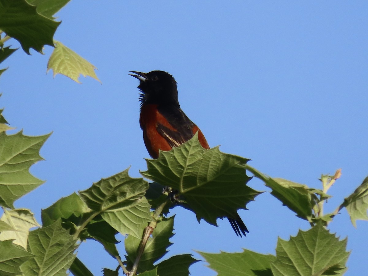 Orchard Oriole - ML620138816