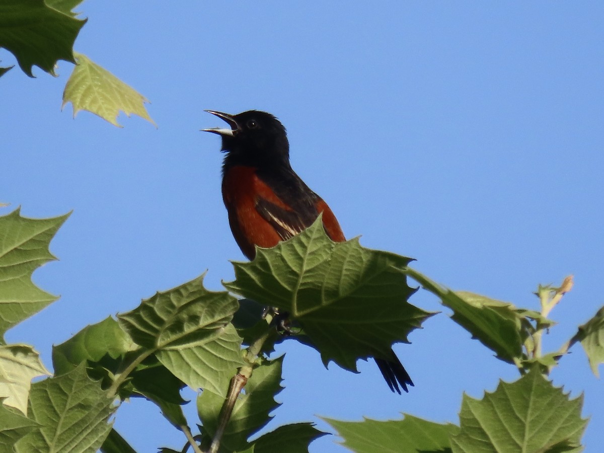 Orchard Oriole - ML620138817