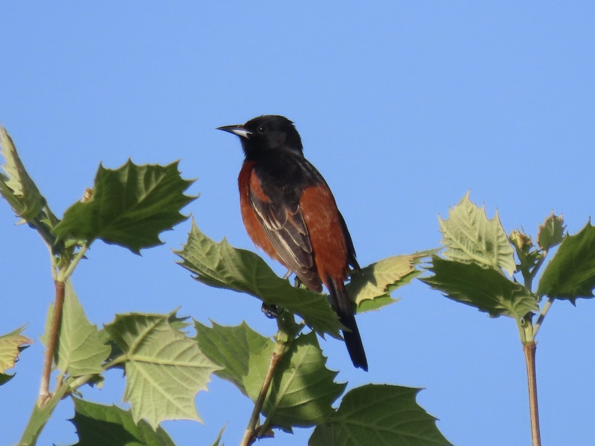 Orchard Oriole - ML620138819