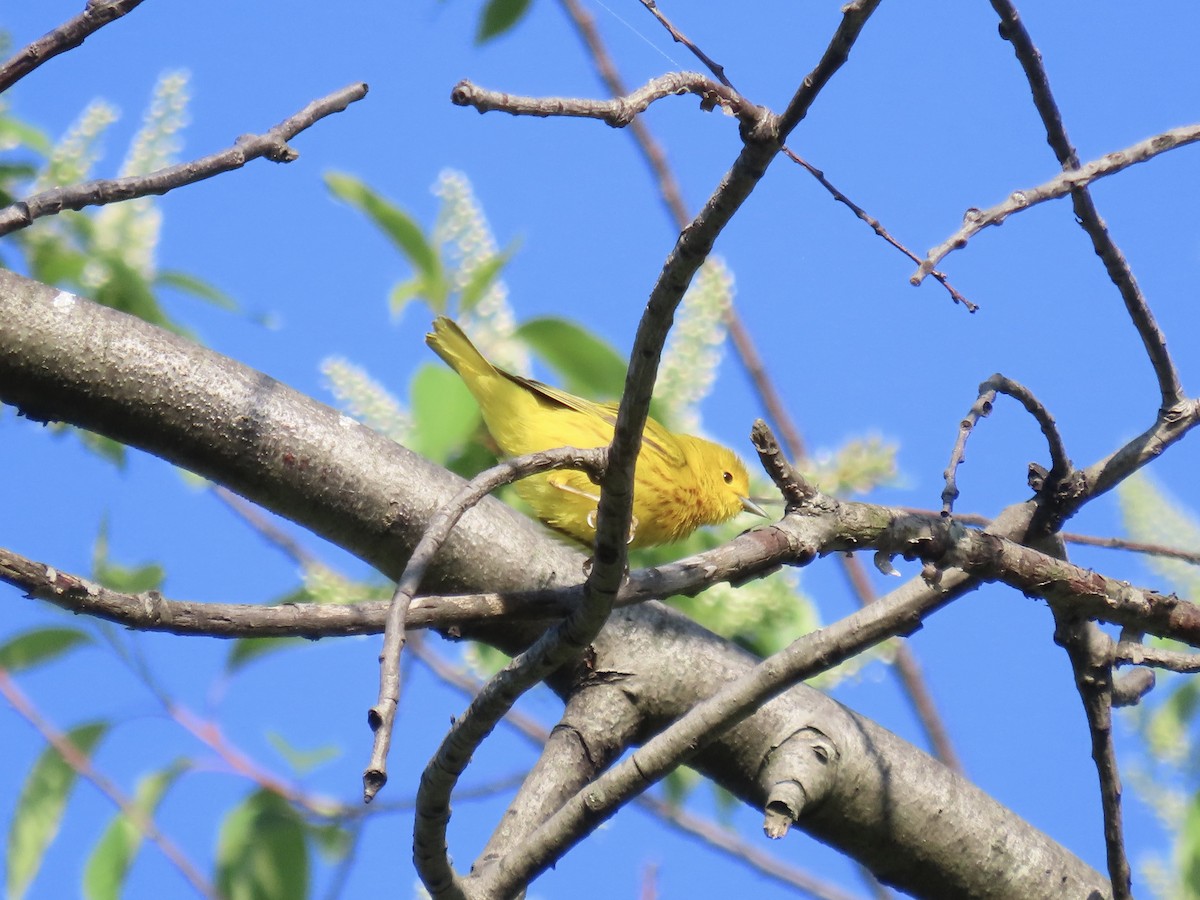 Yellow Warbler - ML620138823