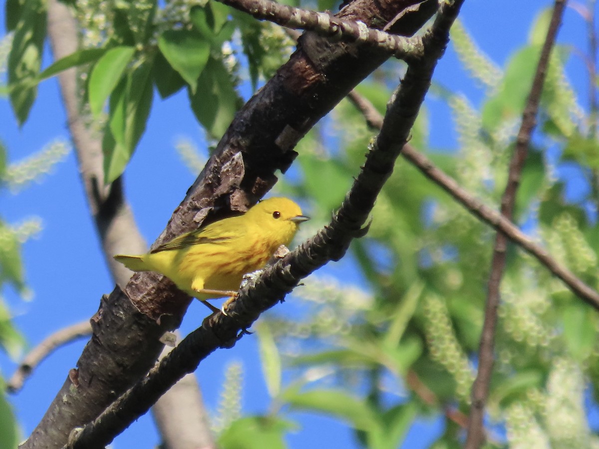 Yellow Warbler - ML620138827